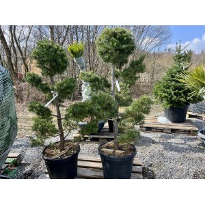 Céder Himalájsky (Cedrus deodara) výška: 120-140 cm, kont. C35L (-23°C) - PON PON